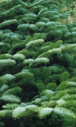Abies koreana