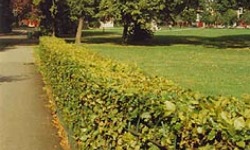 Tabelaryczne zestawienie wymaga� i cech ro�lin �ywop�otowych - drzewa i krzewy li�ciaste