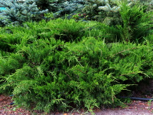 Ja�owiec chi�ski Mint Julep 