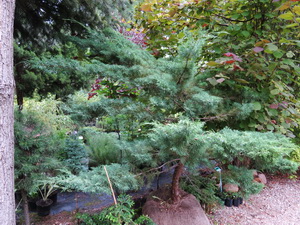 Ja�owiec wirginijski Grey Owl 