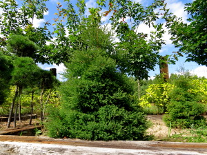 �ywotnik zachodni Ericoides 