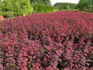 Berberys Thunberga odm. czerwonolistna