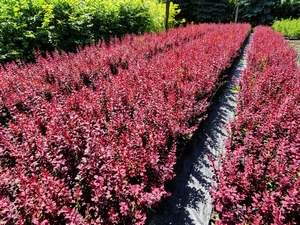 Berberys Thunberga odm. czerwonolistna