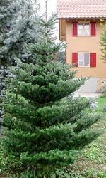 Abies koreana