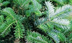 Abies koreana