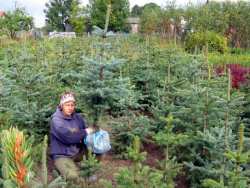 świerki kłujące (picea pungens)