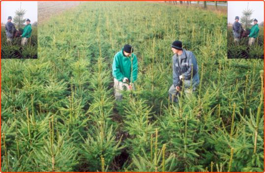 �wierki pospolite - na szk�ce