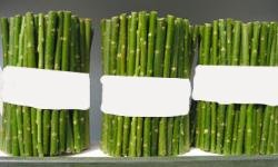 sadzonki zdrewnia�e