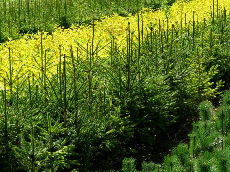 Świerk pospolity idealny na choinkę