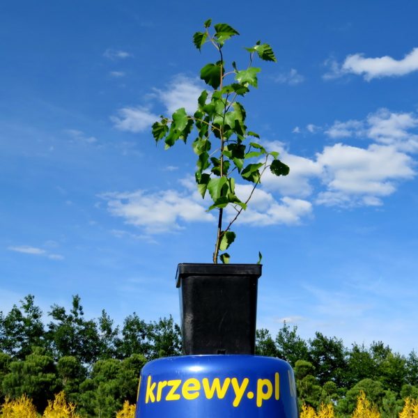 1_brzoza_1_litr_30_50_cm_3_zl_szt