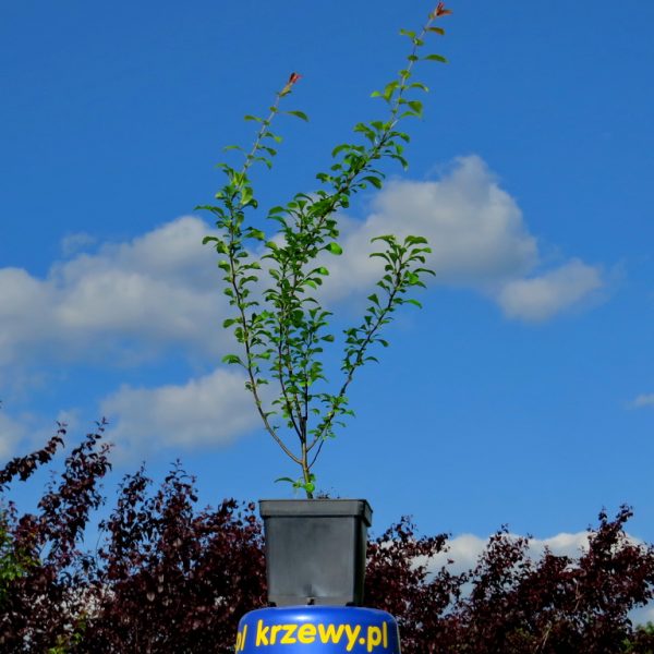 2a_pigwowiec_1_2_litry_50_70_cm_4_zl_szt