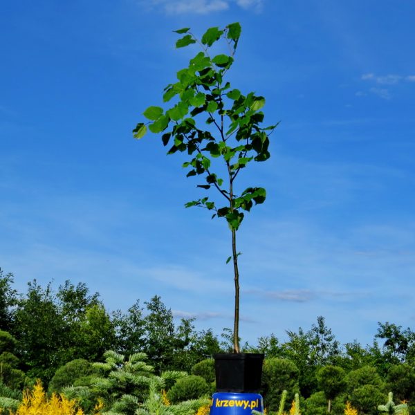 3_lipa_3_litry_100_120_cm_5_zl_szt