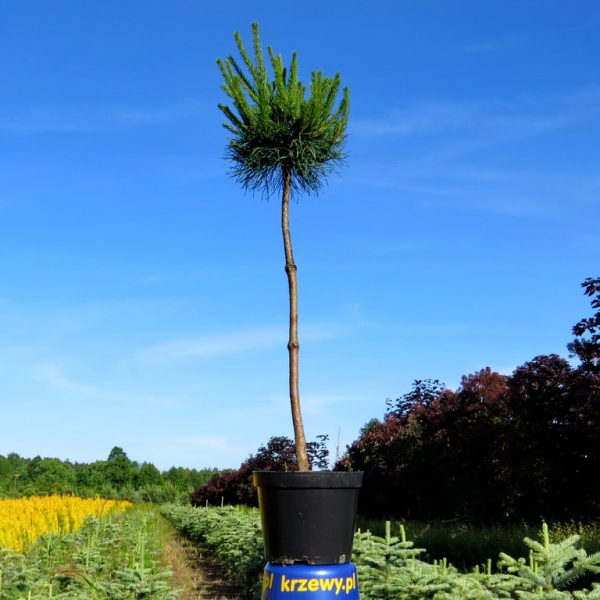 3_sosna_kulka_3_5_litrowe_90_120_cm_12_zl_szt