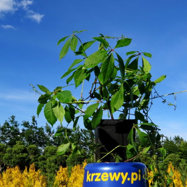 3_winobluszcz_2-3_litry_120_150_cm_5_zl_szt