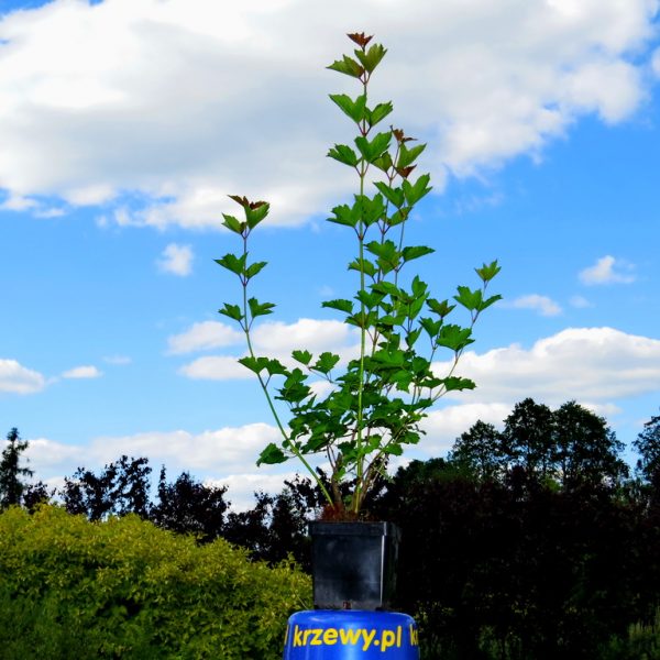 3b_kalina_2_3_litry_70_90_cm_5_zl_szt