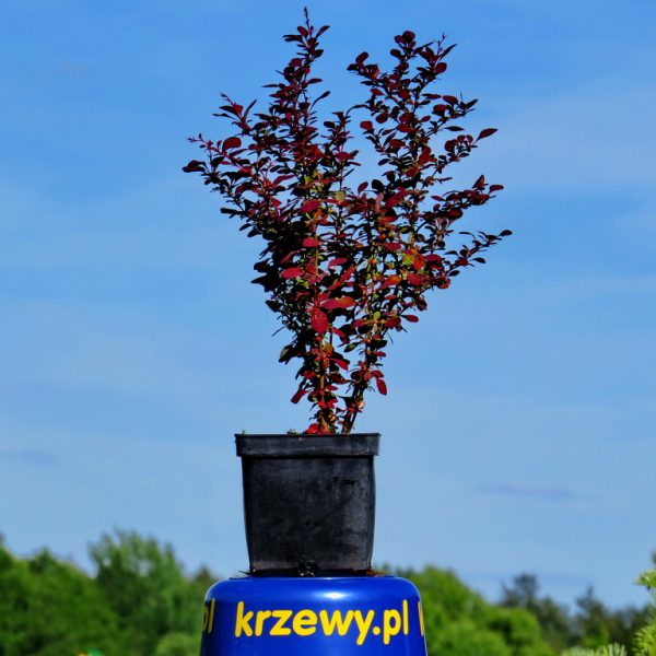 4_berberrys_czerwony_3_litry_50-70_cm_5_zl_szt
