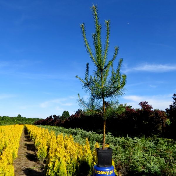4_sosna_3_litry_100-120_cm_7_zl_szt